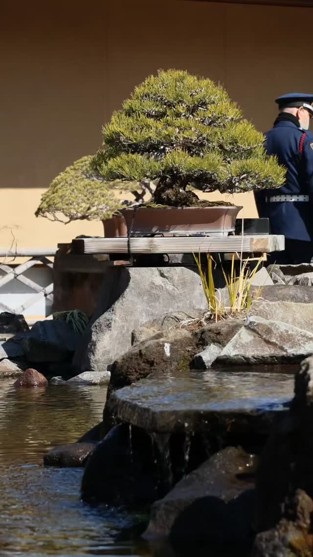 Omiya Bonsaï Art Muséum
1 minute zen @omiyabonsaiartmuseum